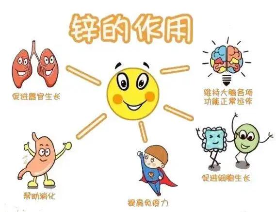 全自動微量元素分析儀生產(chǎn)廠家提示人體內(nèi)的鋅元素有哪些作用？